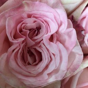 Meet your Posher, Deanna